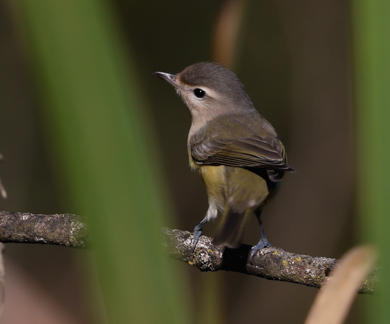 Warbling Vireo