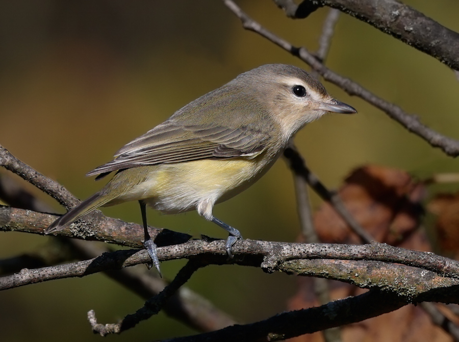 Warbling Vireo