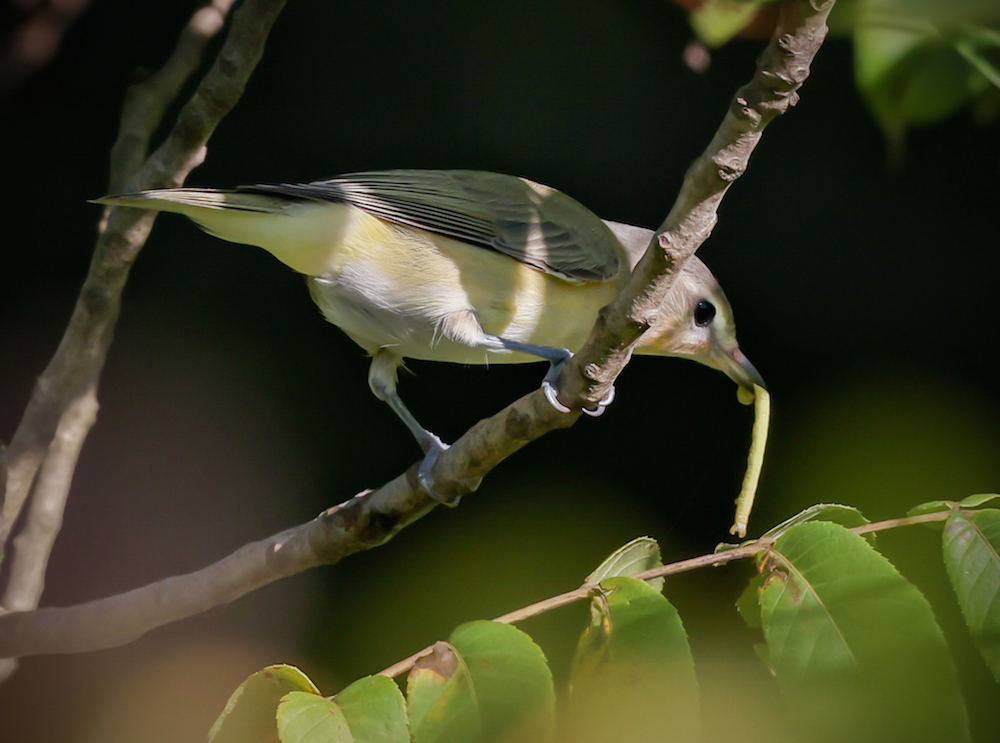 Warbling Vireo