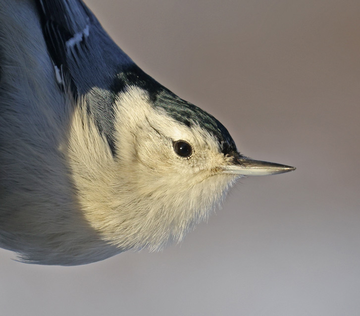 White-breasted Nuthatch photo #3