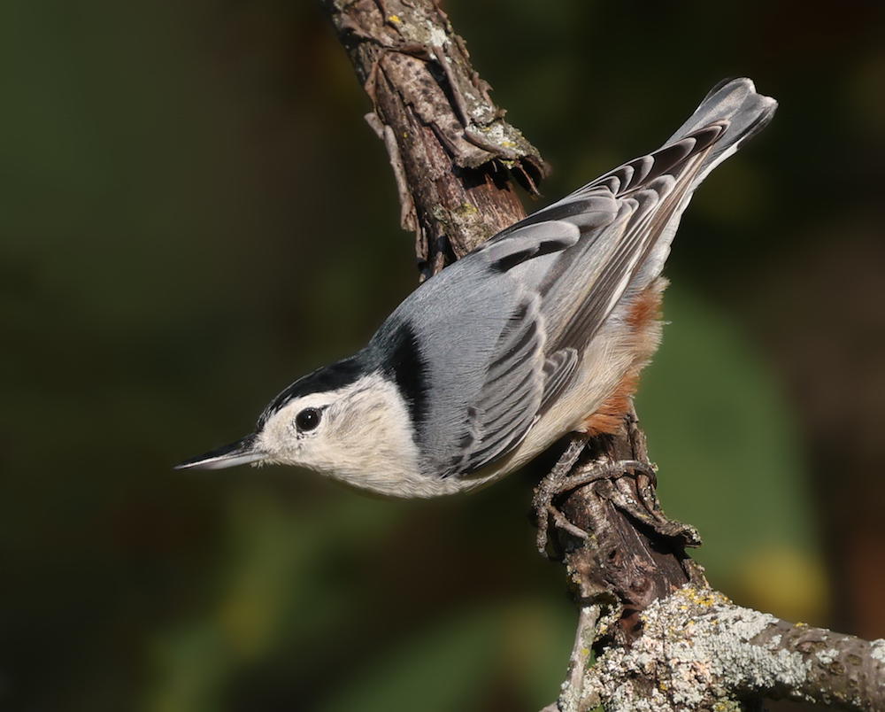 White-breasted Nuthatch photo #1