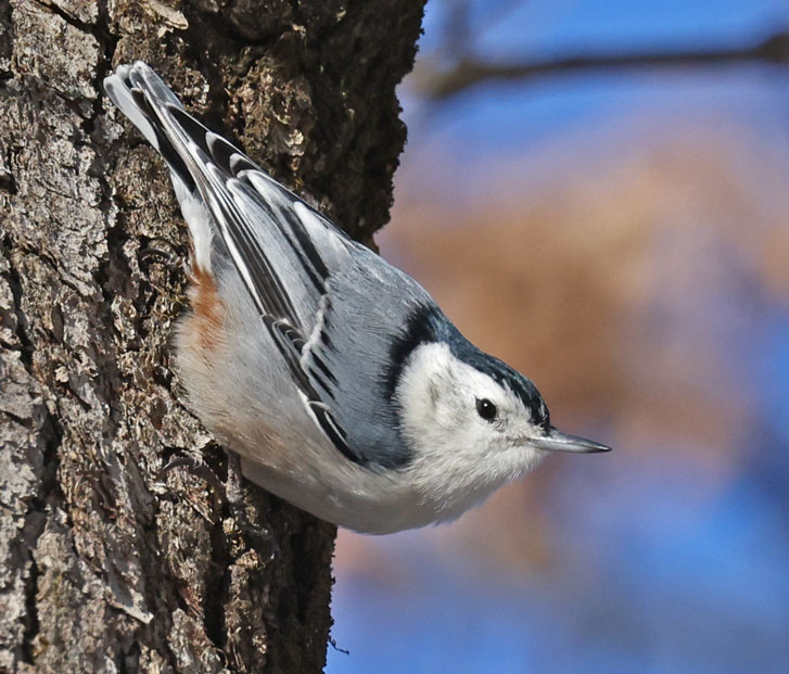 White-breasted Nuthatch photo #1