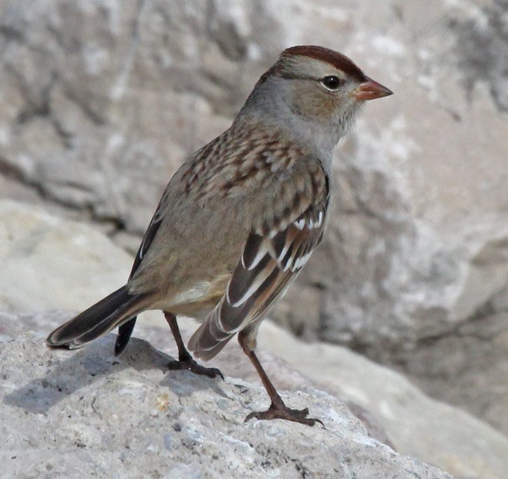 White-crowned Sparrow (1st year)