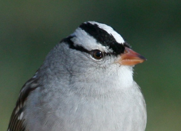 White-crowned Sparrow adult