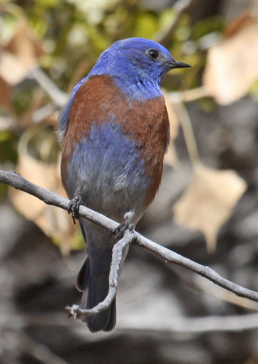 Western Bluebird (male)
