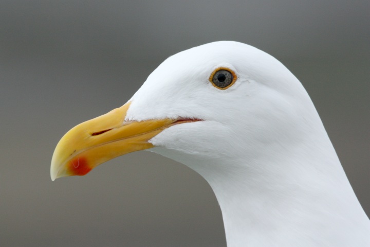 Western Gull (adult)