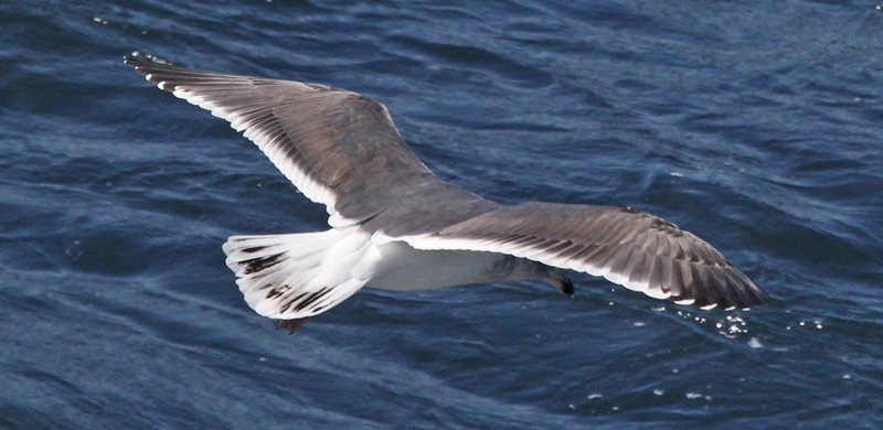 Western Gull (3rd cycle in flight)