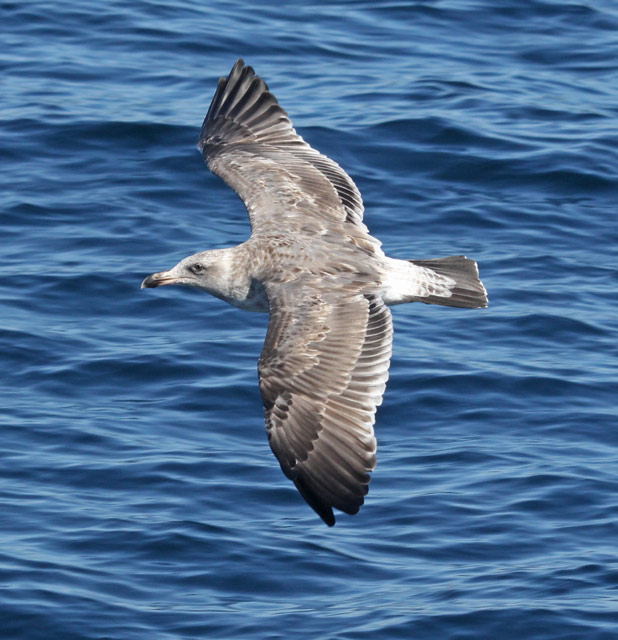 Western Gull (2nd cycle in flight)