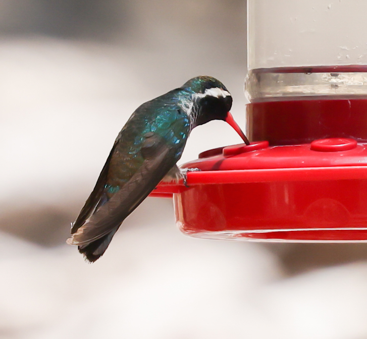 White-eared Hummingbird 