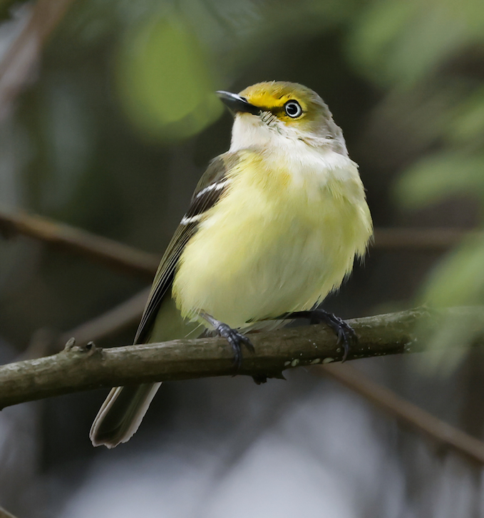 White-eyed Vireo