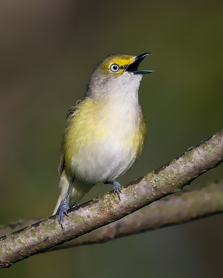 White-eyed Vireo