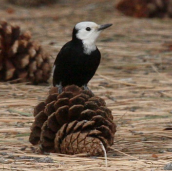 White-headed Woodpecker photo #4