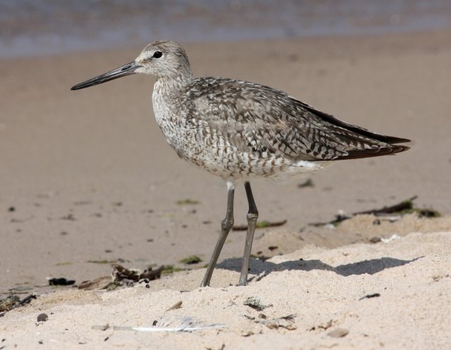 Willet (Fall adult) photo #5