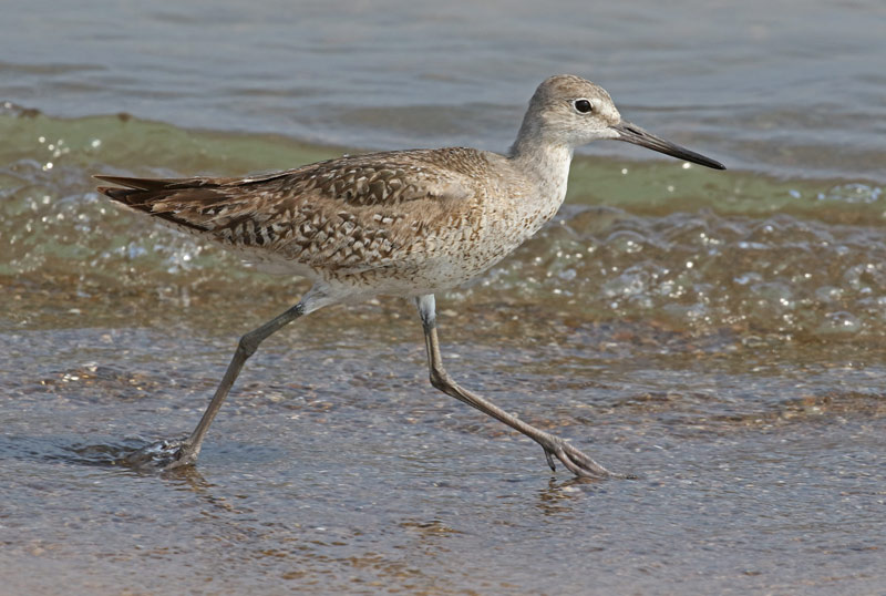 Willet (Fall adult) photo #2