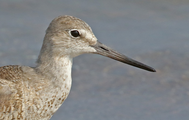Willet (Fall adult) photo #3