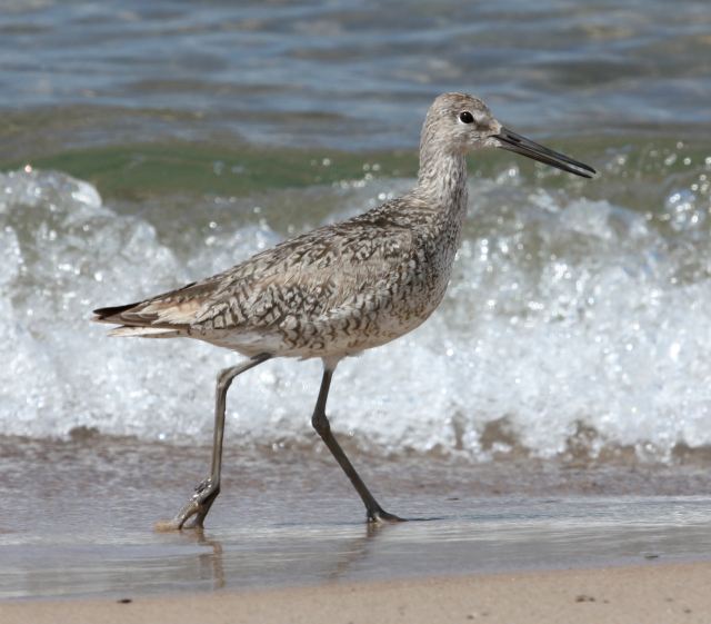 Willet (Fall adult) photo #6