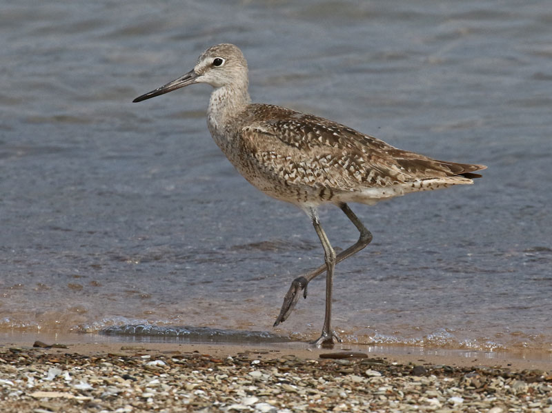 Willet (Fall adult) photo #1