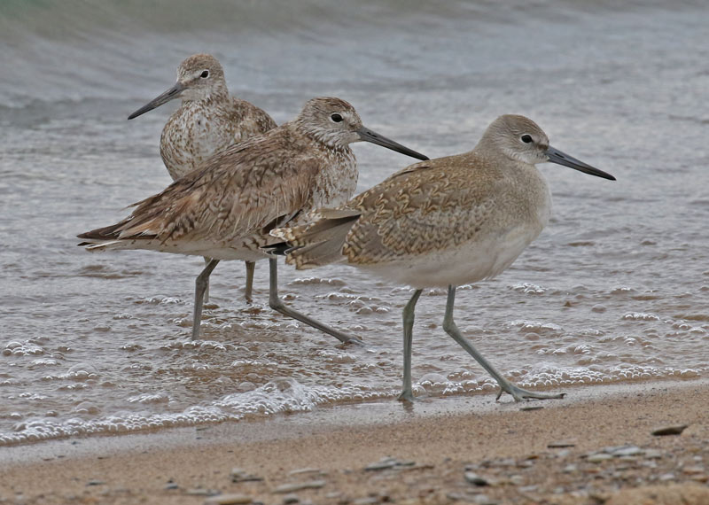 Willet (Western Race - adult and juveniles)