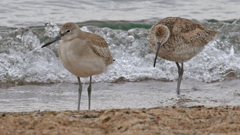 Willet (Western Race - adult and juveniles)