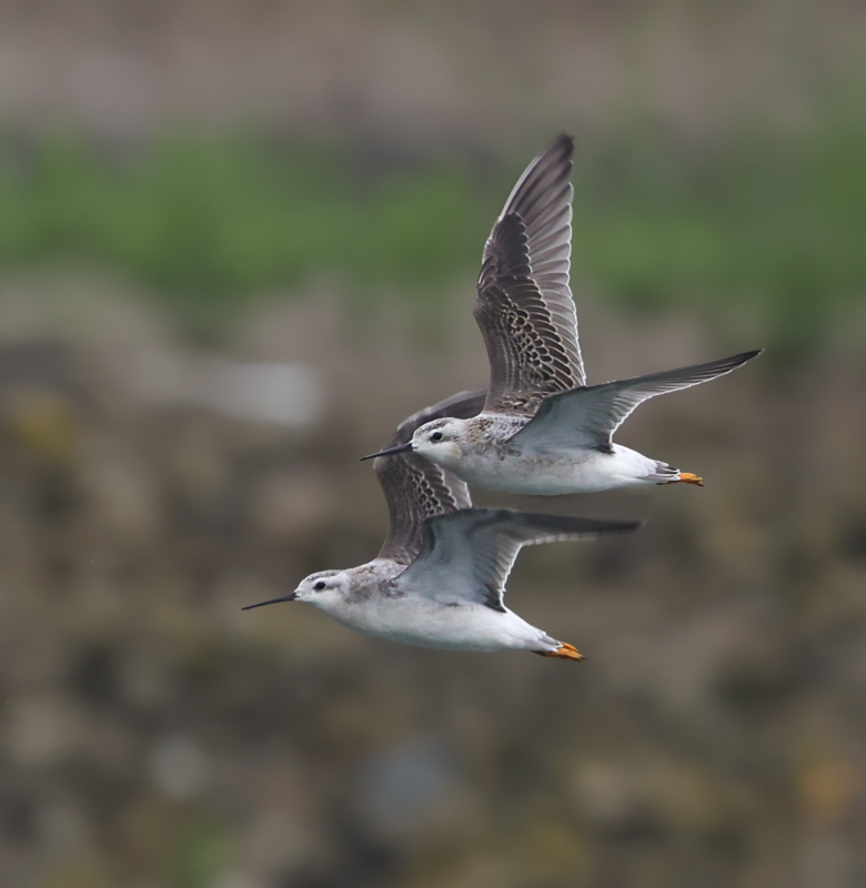 Wilson's Phalarope (adult female)