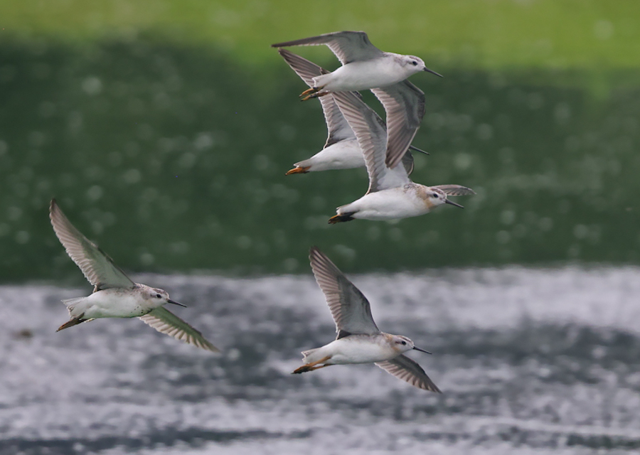 Wilson's Phalarope (adult female)