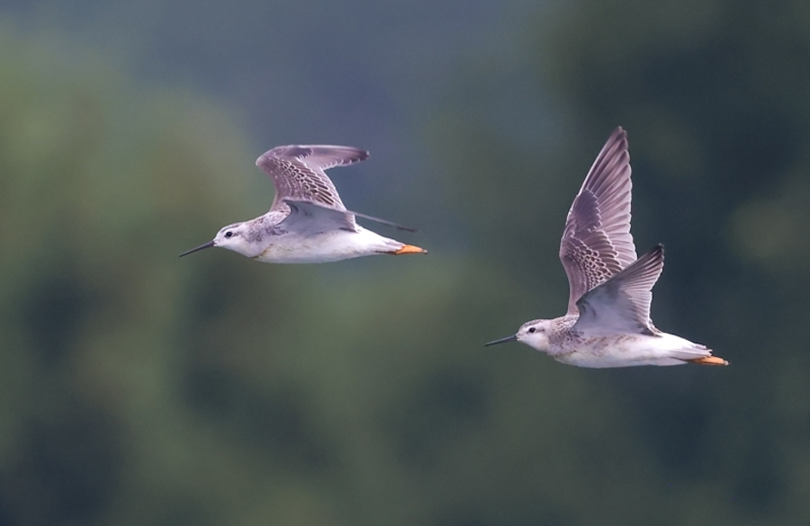 Wilson's Phalarope (adult female)