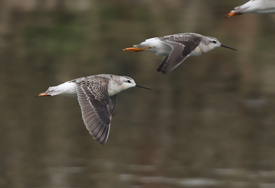 Wilson's Phalarope (adult female)
