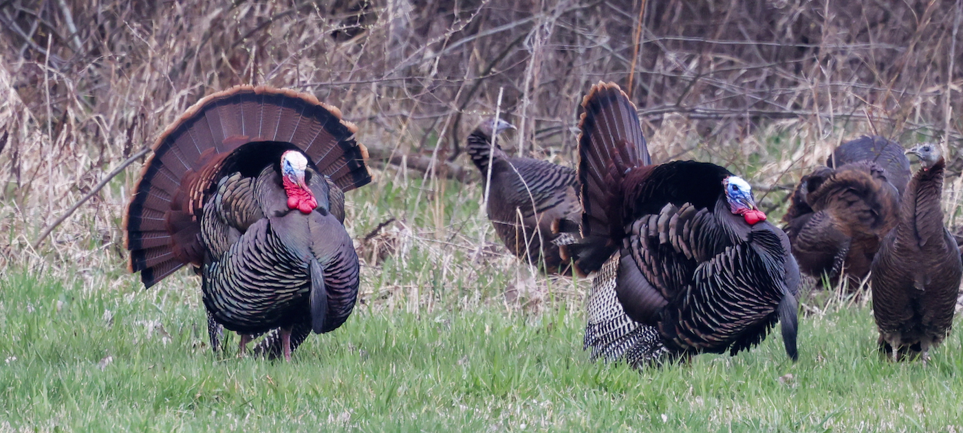 Wild Turkey