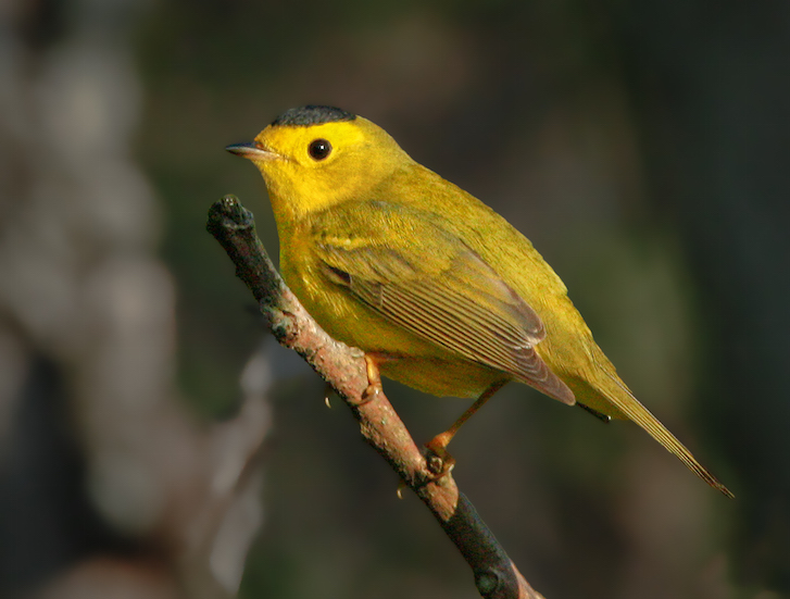 Wilson's Warbler