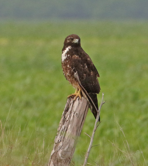 White-tailed Hawk (1st cycle)