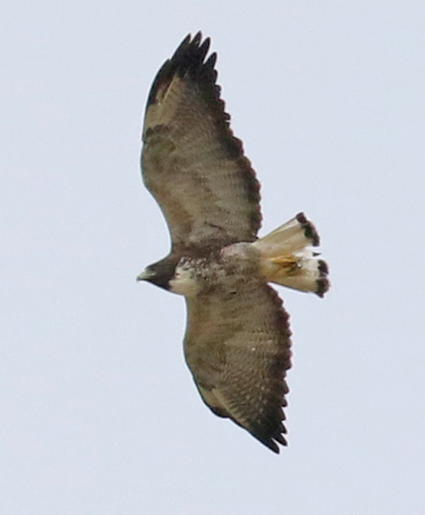 White-tailed Hawk (2nd cycle in flight)