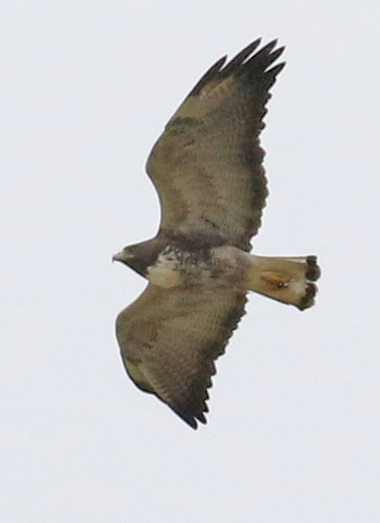 White-tailed Hawk (2nd cycle in flight)