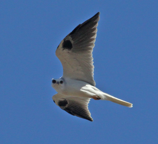 White-tailed Kite (adult)