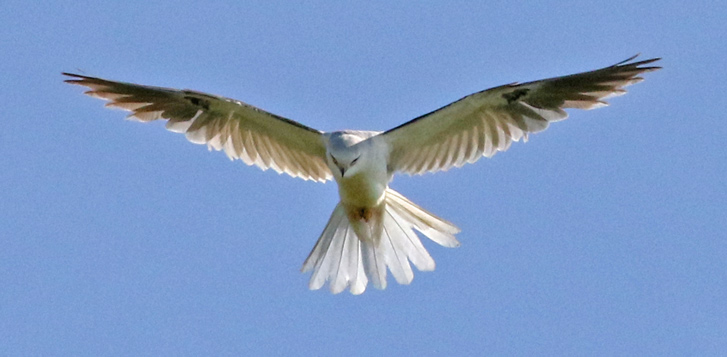 White-tailed Kite (adult)