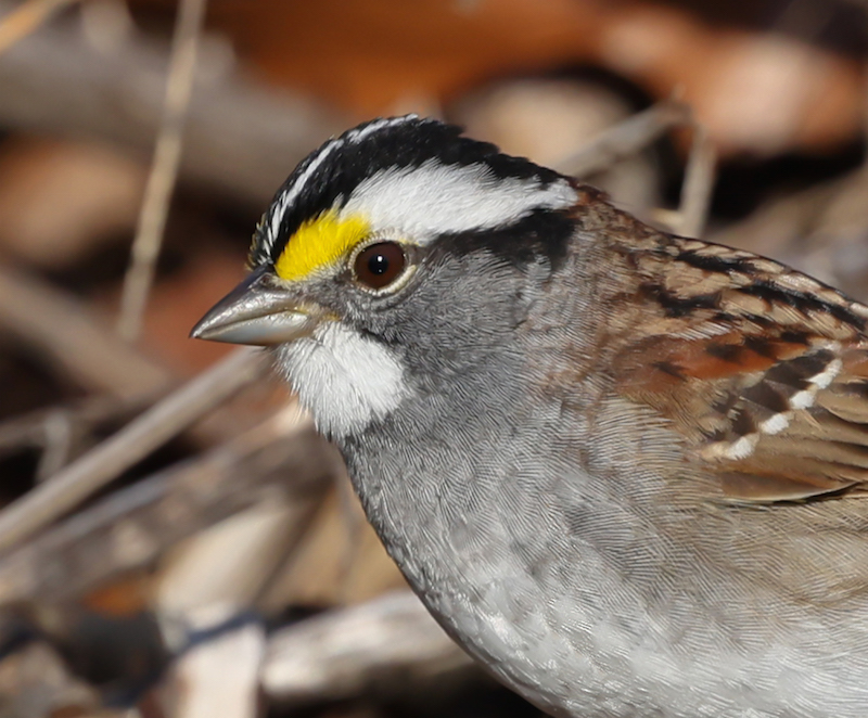 White-throated Sparrow