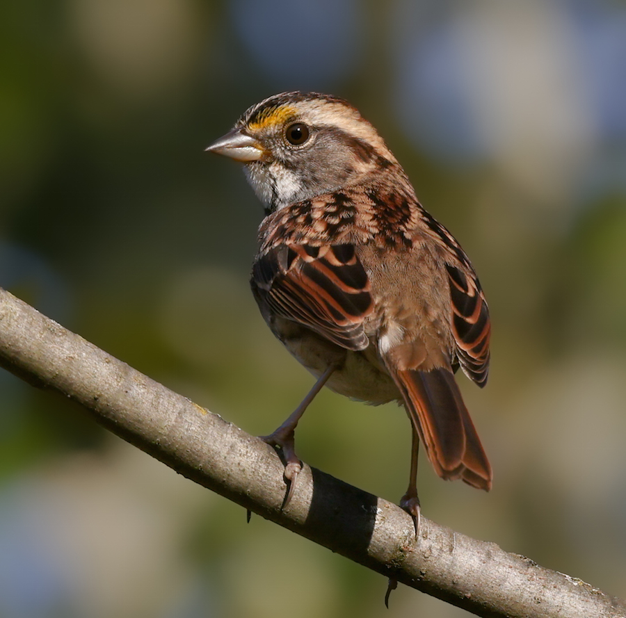 White-throated Sparrow