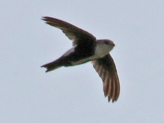 White-throated swift