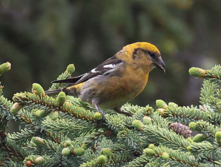 White-winged Crossbill (male) photo #3
