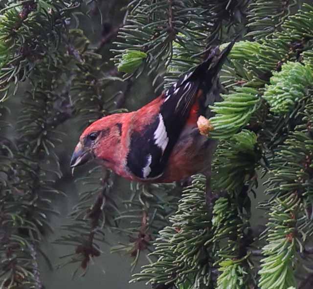 White-winged Crossbill (male) photo #2