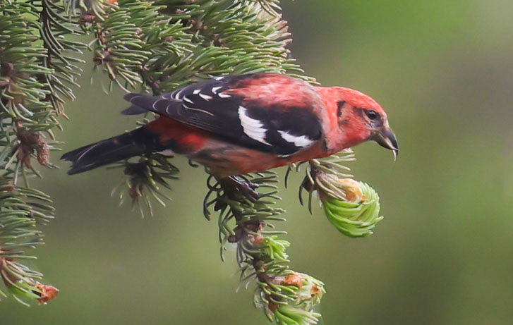 White-winged Crossbill (male) photo #1