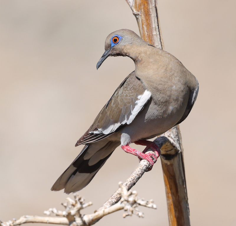 White-winged Dove photo #1