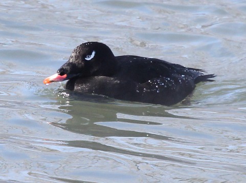 White-winged Scoter (adult male)