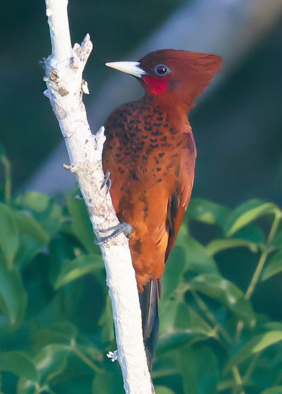Waved Woodpecker border=