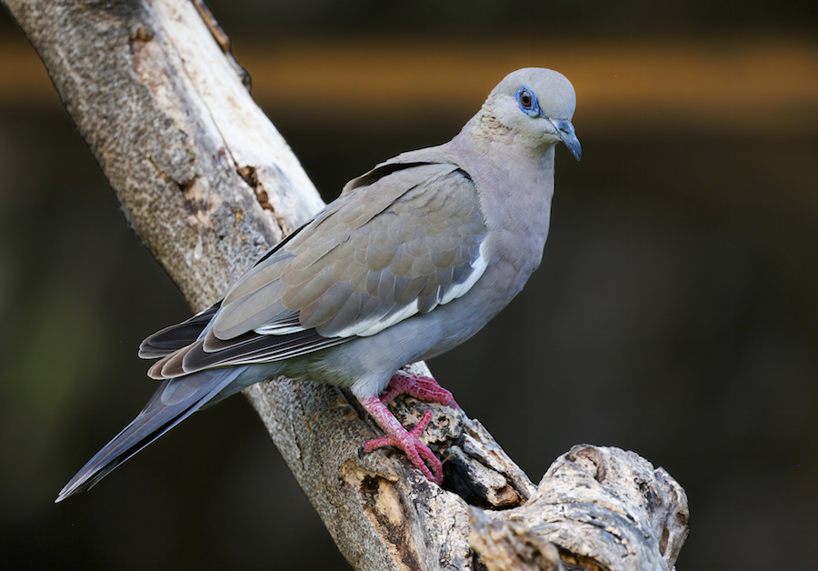 West Peruvian Dove