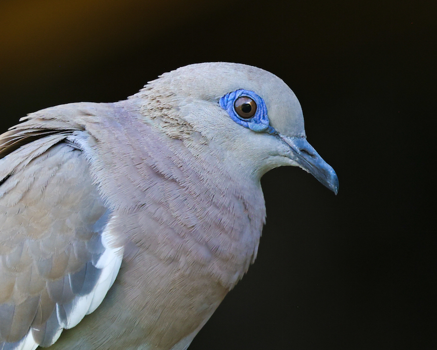 West Peruvian Dove