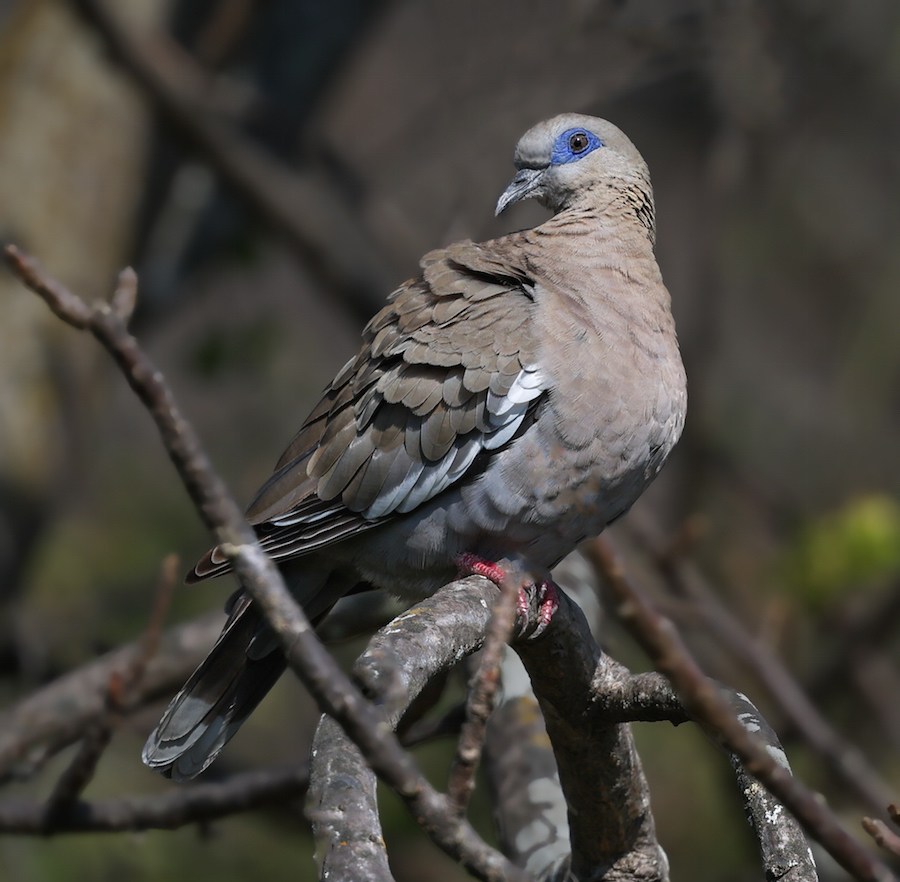 West Peruvian Dove