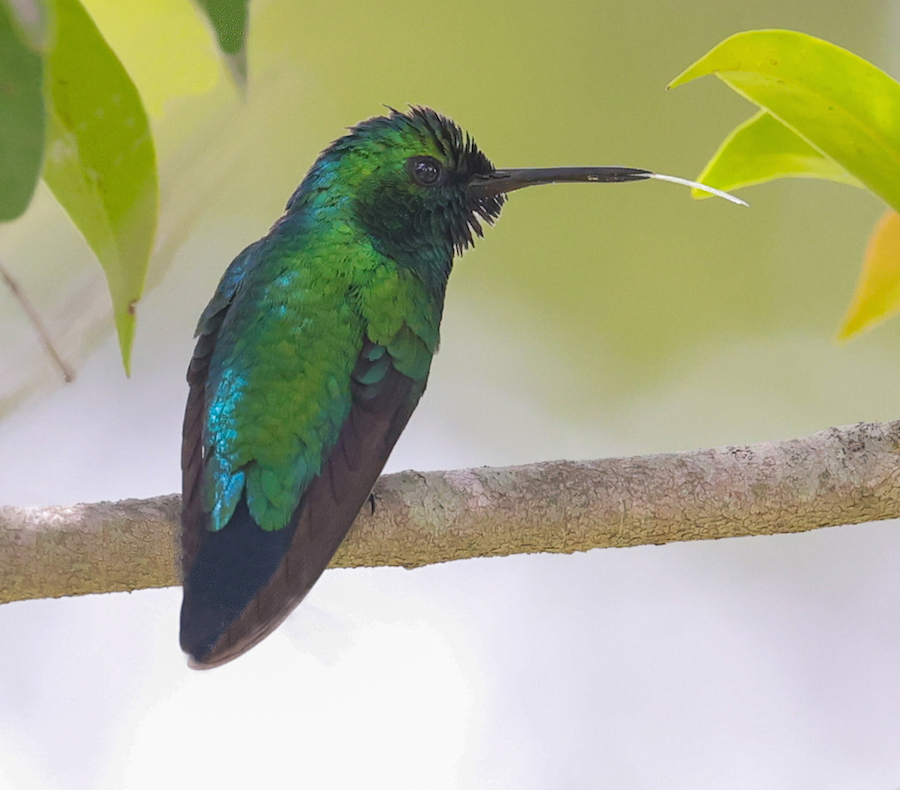 Western Emerald