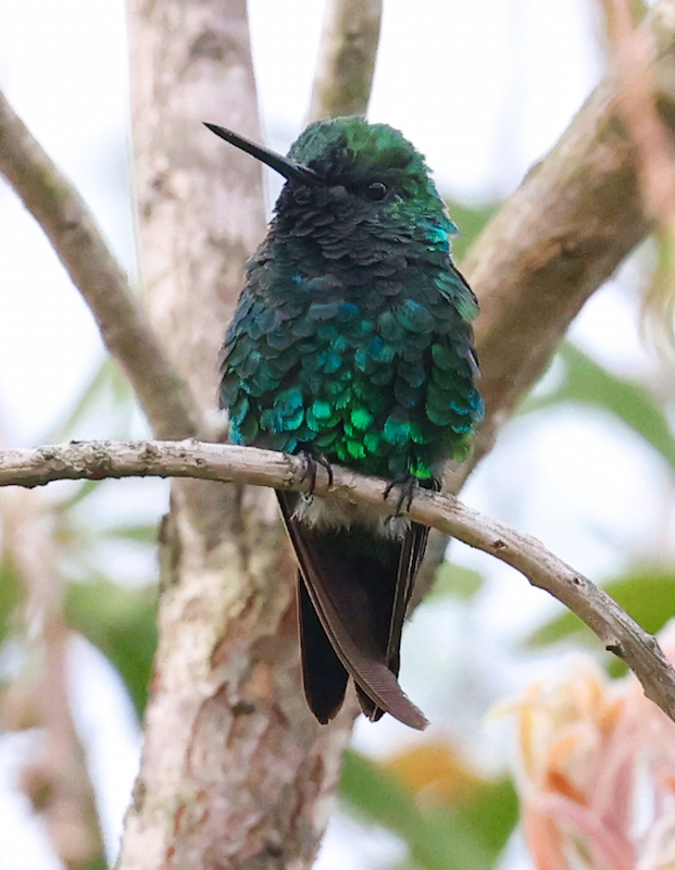 Western Emerald