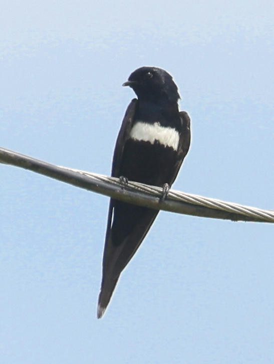 White-banded Swallow