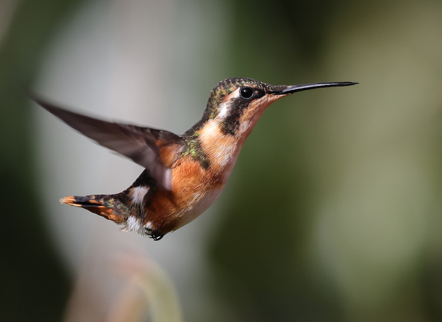 White-bellied Woodstar